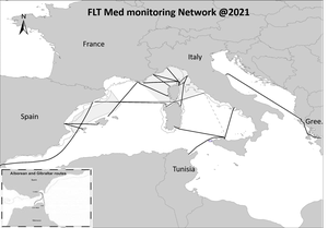 FLT Mediterranean Monitoring Network - marine species and threats