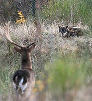 Towards new model of conservation and management of wolfes in Italy