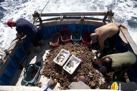 Presentation of the project results GAP2 ( Develop a bridge network between  fishermen, researchers and stakeholders) and the Handbook of Marine Research "A future for fishing in High Adriatic”