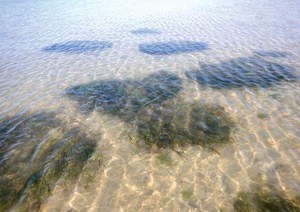 Coastal lagoon restoration - Life SERESTO final conference