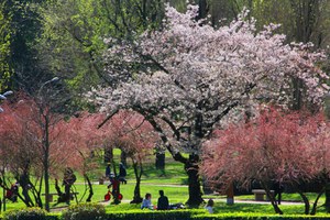 Sakura in Chioggia