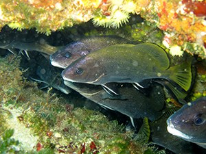 Publication of the Atlas of Protected Marine Species in Sicily