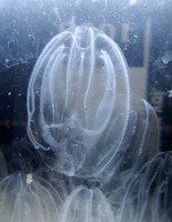 Population explosion of a Ctenophore in upper Adriatic sea