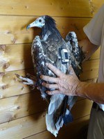 Official presentation of the LIFE project Egyptian vulture