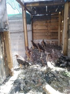 Six new Bonelli eagles landed in Sardegna