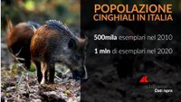 Wild boars: everyone talks about it and they are almost trendy - Interview with an Ispra expert