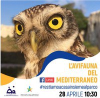 The birdlife of the Mediterranean