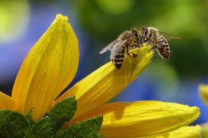 Round table "Bees World Day"