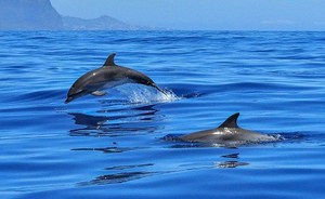 AperiPelagos - Watch the dolphin! The importance of monitoring from ferry