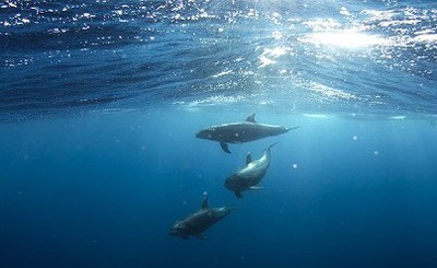 Ferries as monitoring platforms of marine species