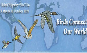 World migratory day