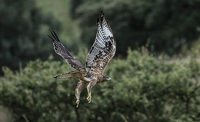 Eagle day: a day dedicated to the "Bonelli"