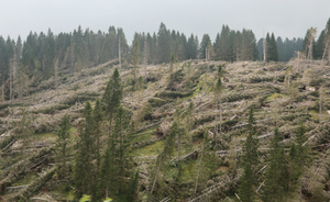 National methodologies for adaptation to climate change: planning for a local scale