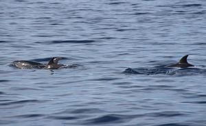 The conservation of the coastal dolphin in Tuscany