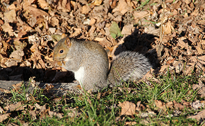 Online ISPRA Report on biodiversity in Italy