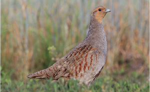 Welcome back Perdix perdix italica!