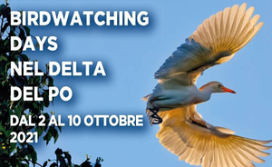 Birdwatching days in the Delta del Po