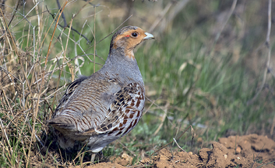 The reintroduction of the Gray Partridge in the Valle de Mezzano: first results