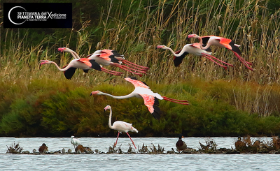 X edition of the Week of Planet Earth - Excursion "The Saline di Tarquinia: a treasure of geodiversity and biodiversity"