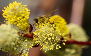 Study day on the quality of pollen data