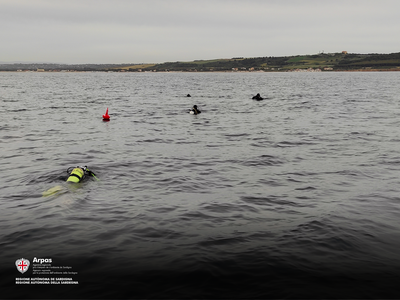 ISPRA and ARPA Sardegna: joint inspection to verify the state of health of the replanting of Posidonia in Porto Torres