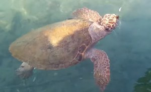 Documentary "Pescatori di Reti"