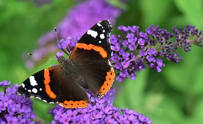 Adopted the National Strategy for Biodiversity to 2030