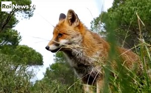 At Futuro24 the ISPRA headquarters in Ozzano dell'Emilia, a center of excellence for the study and conservation of wildlife