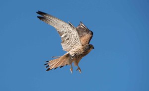 The lesser kestrel (Falco naumanni) in the area of Parmigiano Reggiano