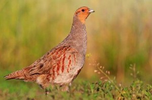 The reintroduction of the Italian grey partridge in the Mezzano Valley: progress, results and prospects