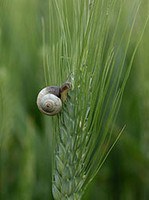 Monitoring biodiversity in the Network Natura 2000. Rome, 14 December