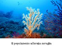 ISPRA research : a lot of protected species live in Capo Milazzo