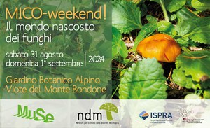 MICO-weekend! The hidden world of fungi