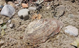 Citizen Science and National Biodiversity Network: #Tevere fantastic molluscs... and where to find them