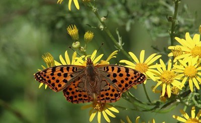 Evolution of policies for the protection of biodiversity and innovation in business strategies