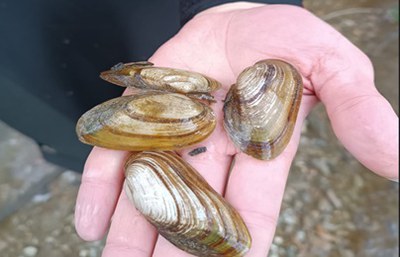 Excursion " National Biodiversity Network: #Tevere fantastic molluscs... and where to find them