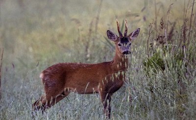 How did mammals respond to changes in human activity during the pandemic?