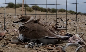 Ideal habitat for the plover