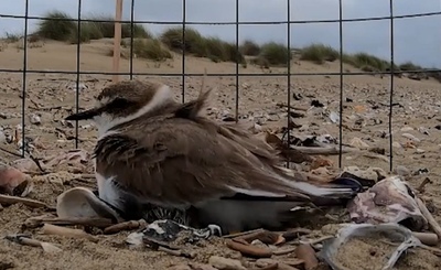 Nesting of the Kentish plover