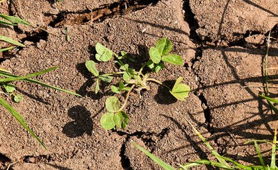 UN convention to combat desertification: 1 billion hectares of degraded areas must be recovered by 2030