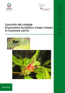  Control of the cinipid Dryocosmus kuriphilus (Chinese wasp) in Castanea sativa