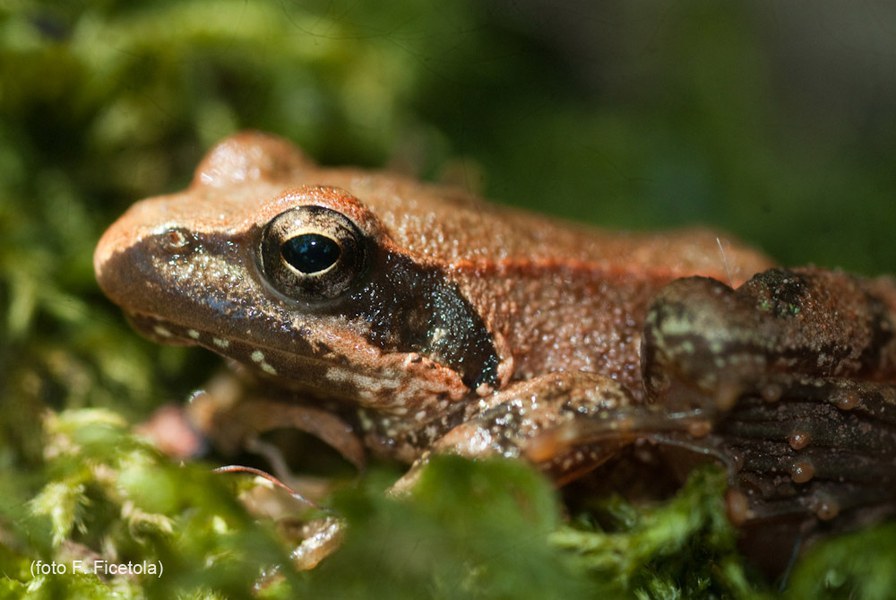 Anfibi (Rana italica)