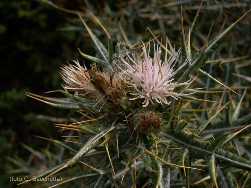 Cardo del Gennargentu (Lamyropsis microcephala)