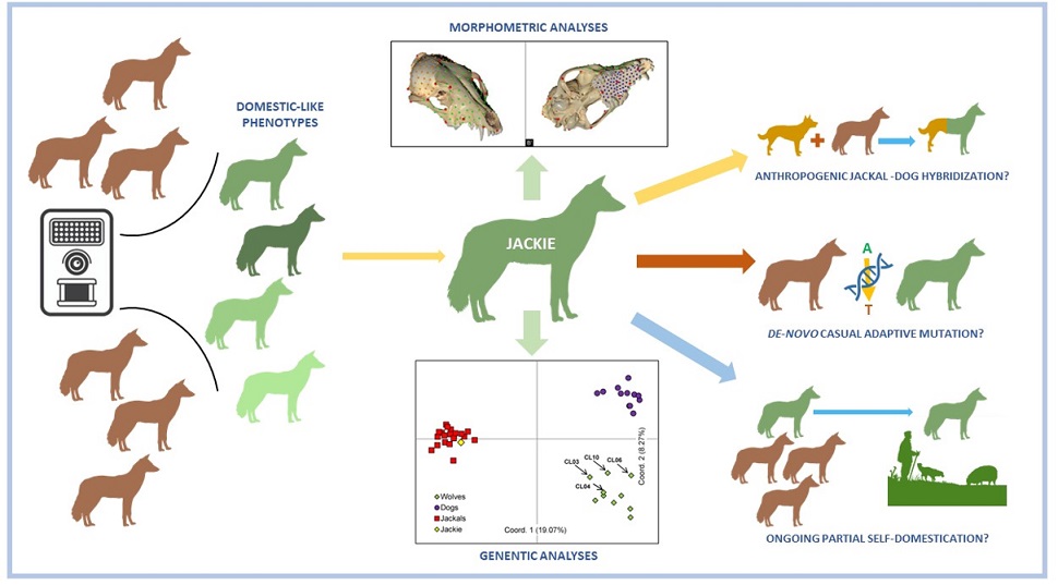 morphometric-analyses.jpg