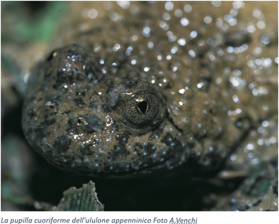 La pupilla cuoriforme dell'ululone appenninico Foto A.Venchi