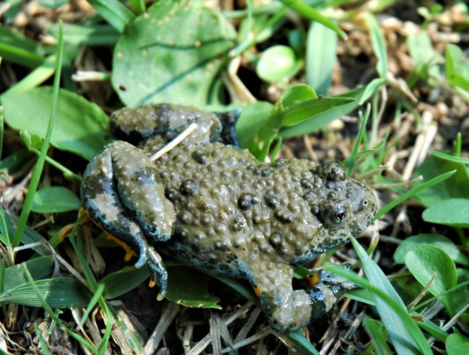 Il lato mimetico dell'ululone Foto M. Mirabile