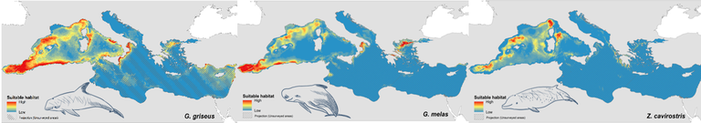 Credits: Maps Arcangeli et al., 2024 (http://doi.org/10.1002/aqc.4115); species drawings E.Mitrovic.