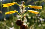 Fiori e biodiversità