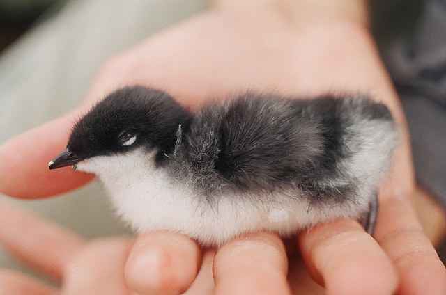 Scripps' Murrelet. Increased in numbers and avoided ESA listing due to removal of rats from Anacapa Island,CA