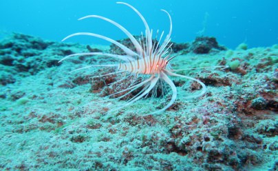 Lionfish Pterois